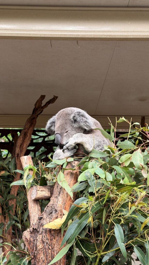 Sleeping koala bear on a tree branch.