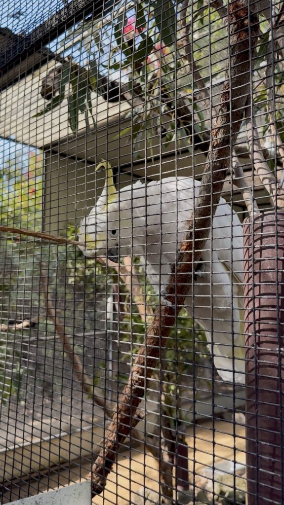 White cockatoo bird inside a cage